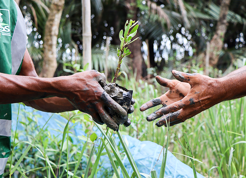 mangrove-ecosystem-conservation-and-restoration